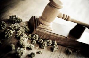 minnesota cannabis license attorney